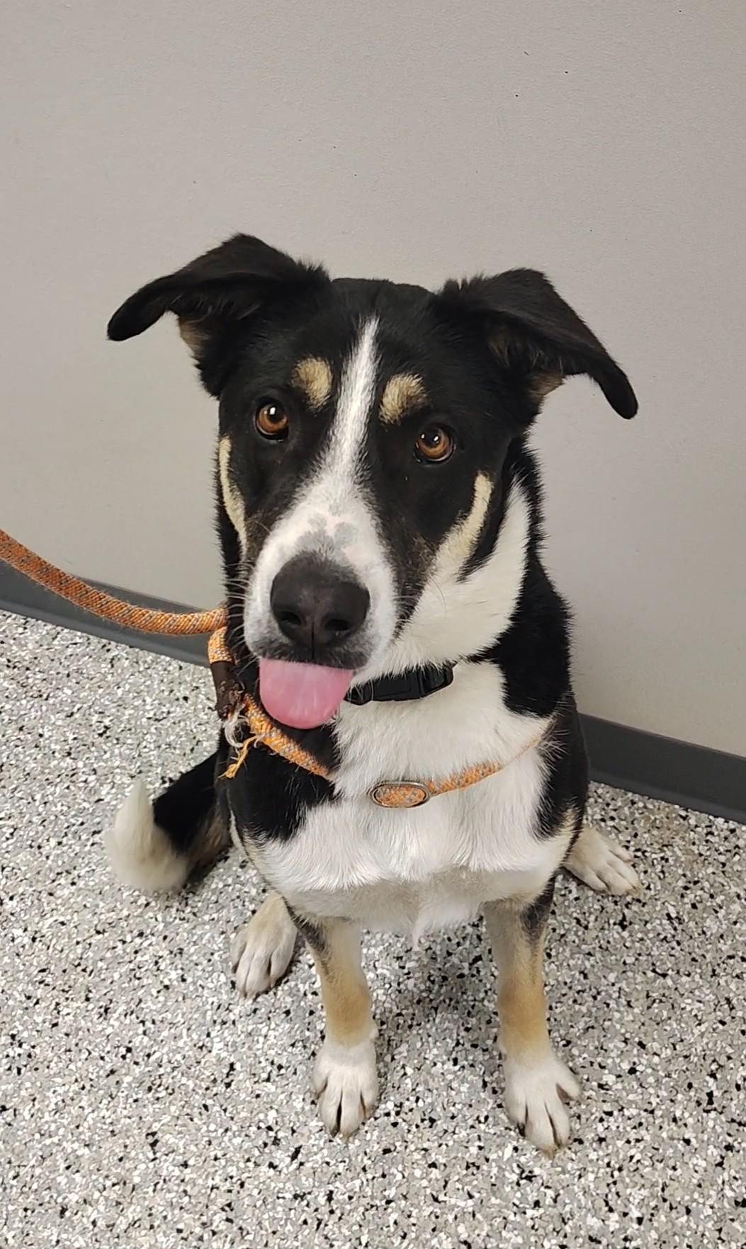 Enlarge Rico, a Adoptable mixed breed in Richmond, MO image 1/5