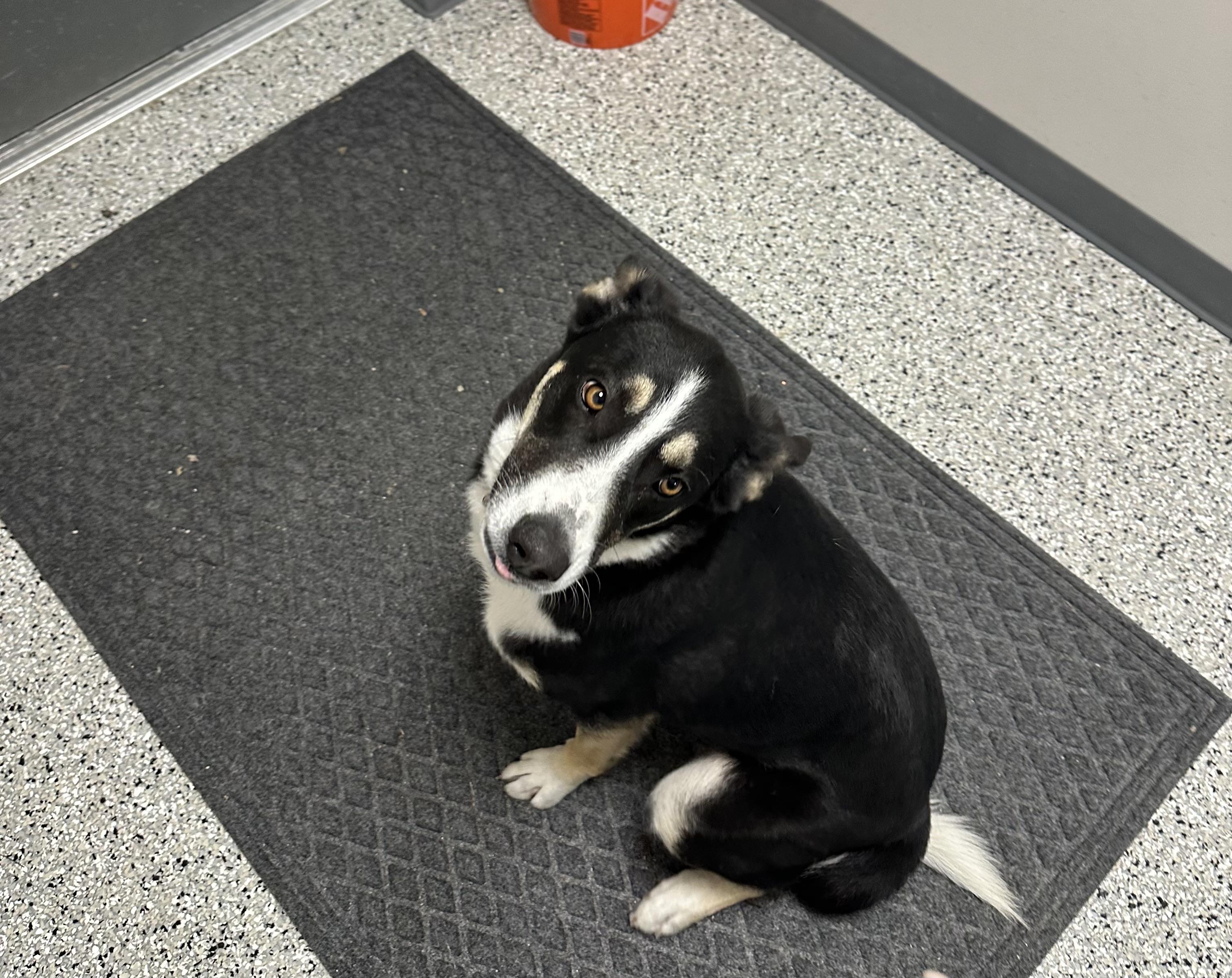 Rico, a Adoptable mixed breed in Richmond, MO image 3/4