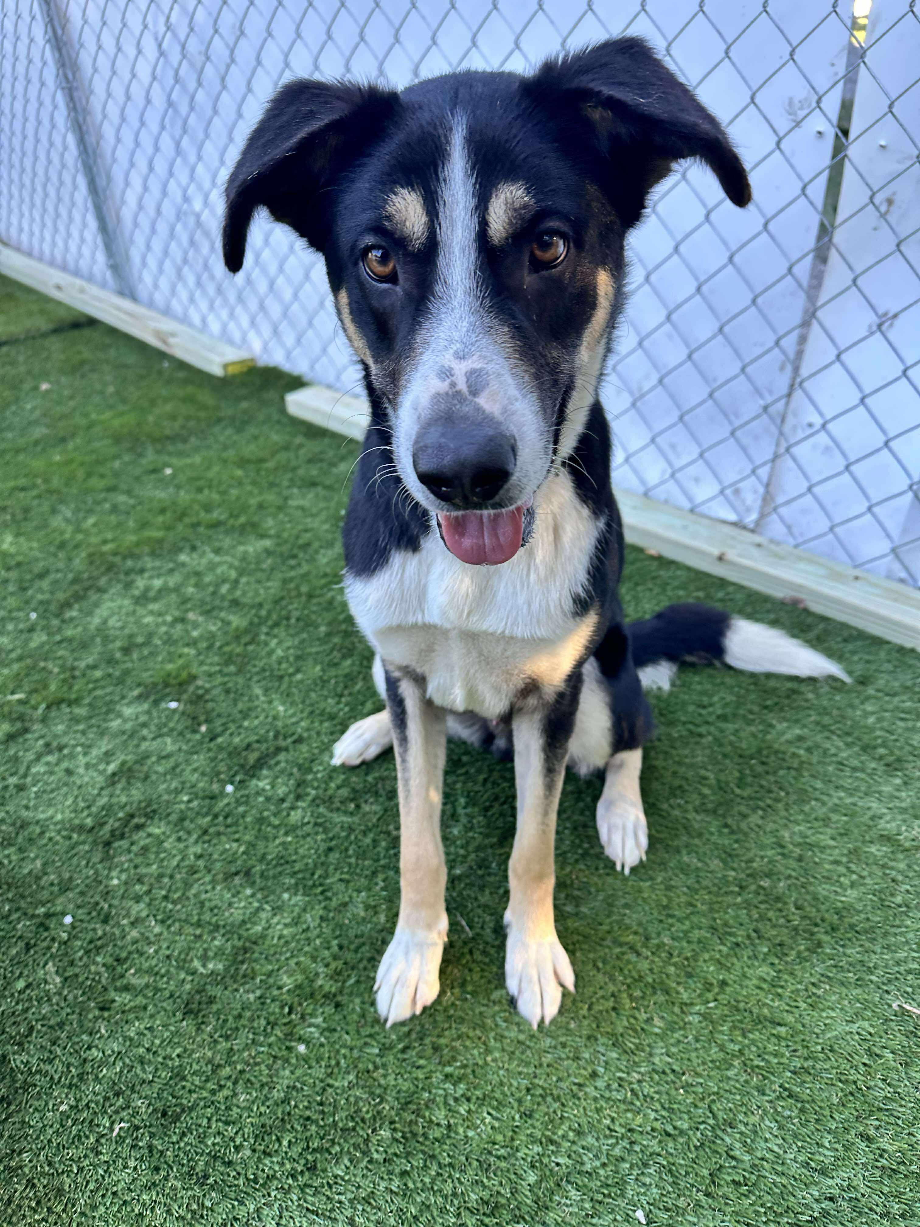 Rico, a Adoptable mixed breed in Richmond, MO image 2/2