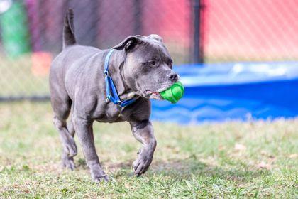 Enlarge Mokey, a Adoptable Mixed Breed in Washington, DC image 2/3