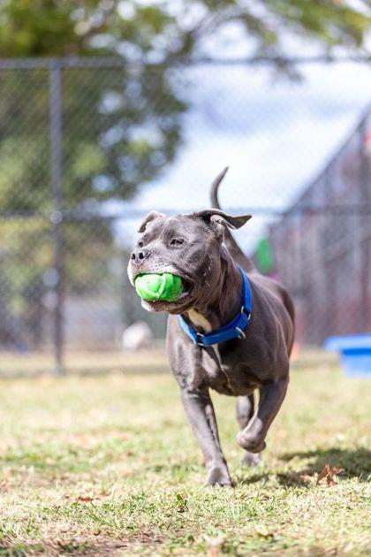 Mokey — thumbnail 5