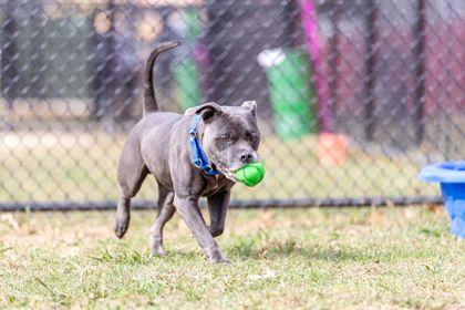 Enlarge Mokey, a Adoptable Mixed Breed in Washington, DC image 3/3
