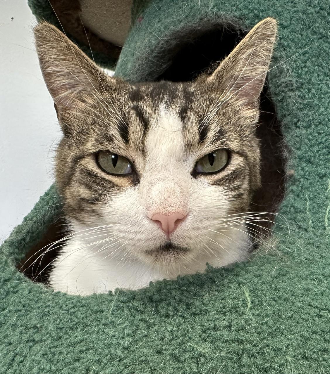 Squeakers, a ADOPTABLE Domestic Short Hair in Norwalk, CT image 1/2