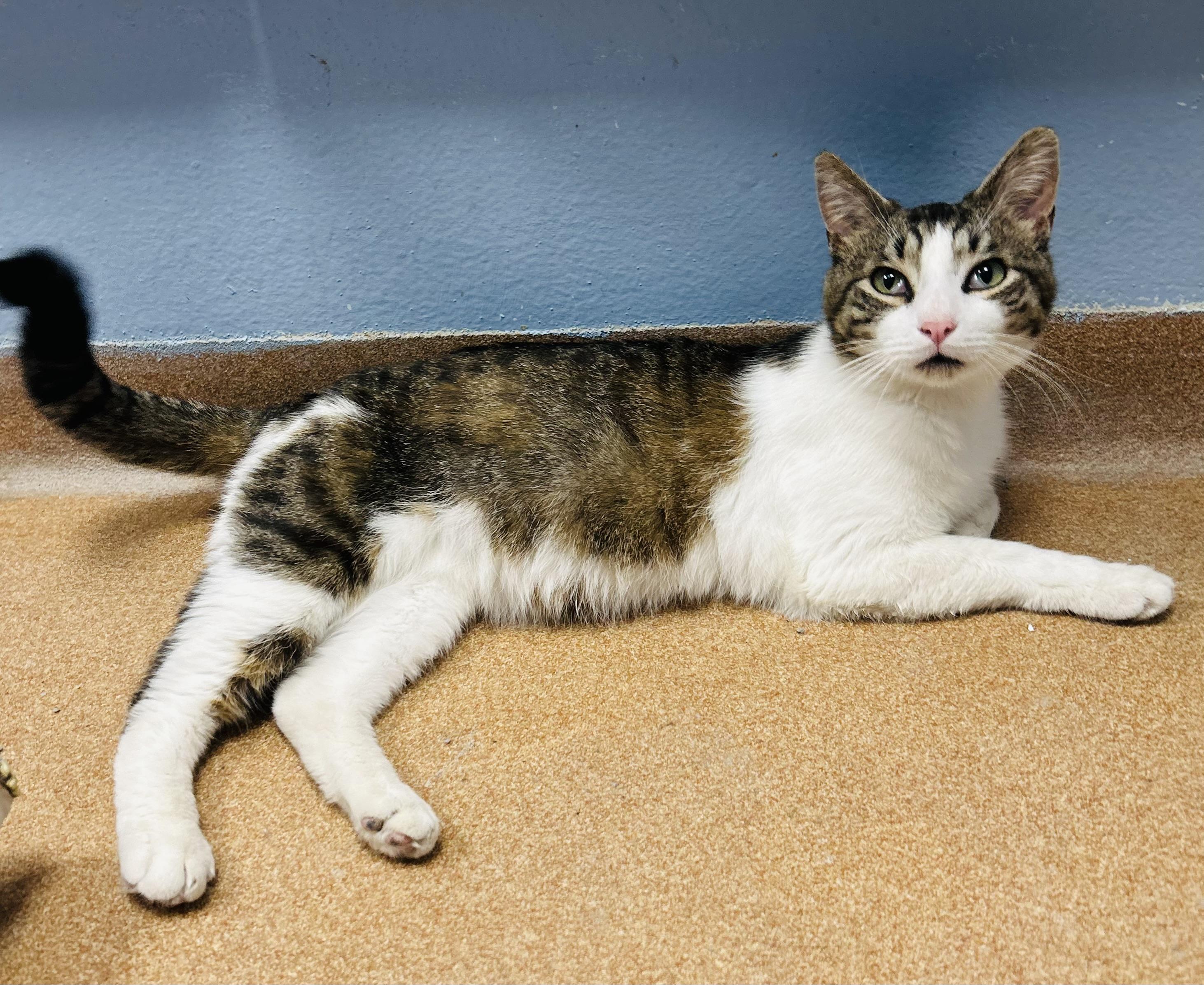 Squeakers, a ADOPTABLE Domestic Short Hair in Norwalk, CT image 2/2
