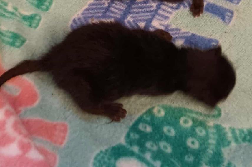 Flamenco, Adoptable, Kitten Female Domestic Short Hair.