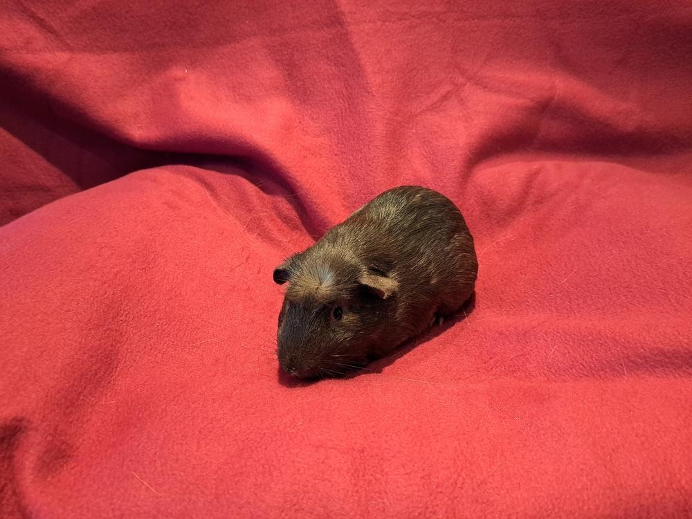 Baguette and Bagel, Adoptable, Baby Male Guinea Pig & Guinea Pig.