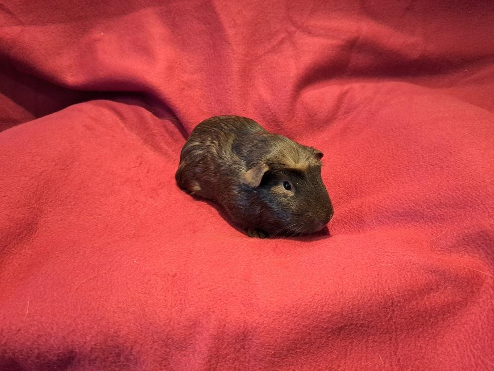 Enlarge Baguette and Bagel, a Adoptable mixed breed in South Bend, IN image 3/5