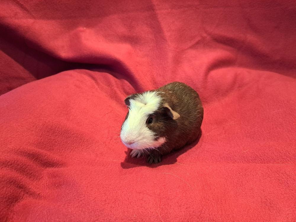 Enlarge Baguette and Bagel, a Adoptable mixed breed in South Bend, IN image 4/5