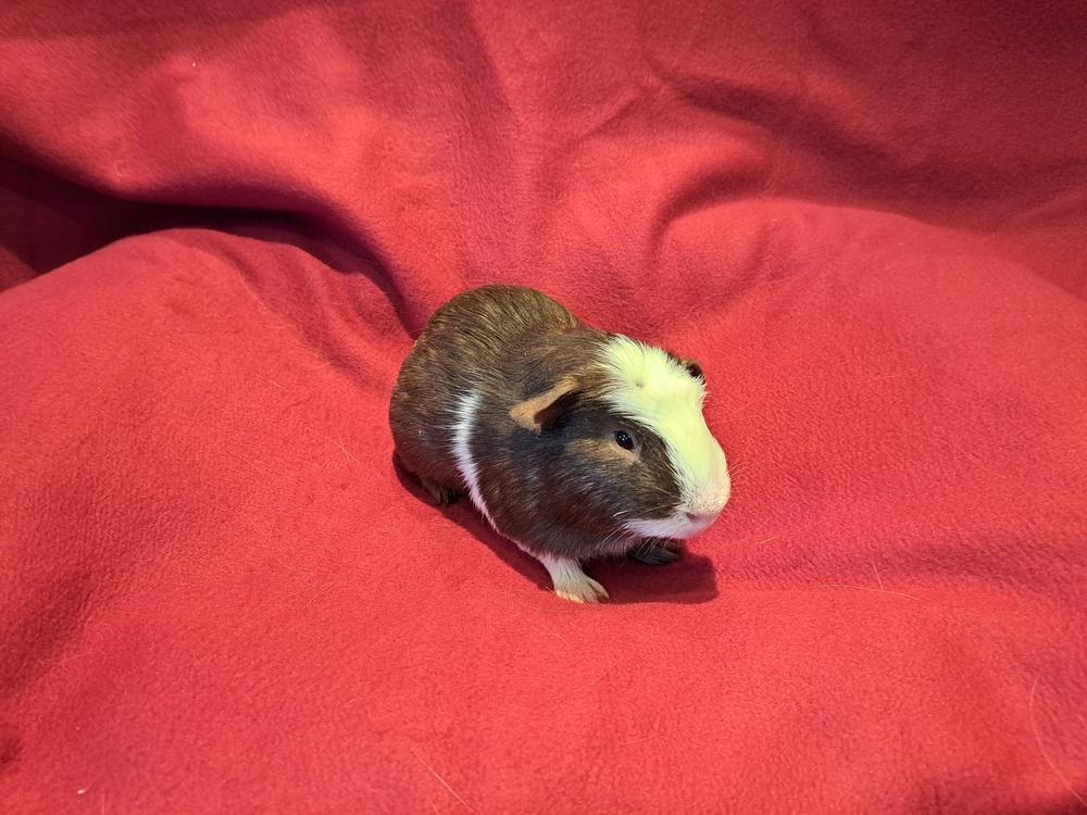 Enlarge Baguette and Bagel, a Adoptable mixed breed in South Bend, IN image 5/5