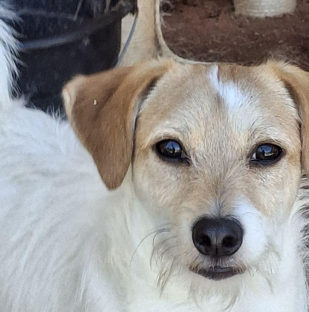 TITAN, Young Male West Highland White Terrier / Westie