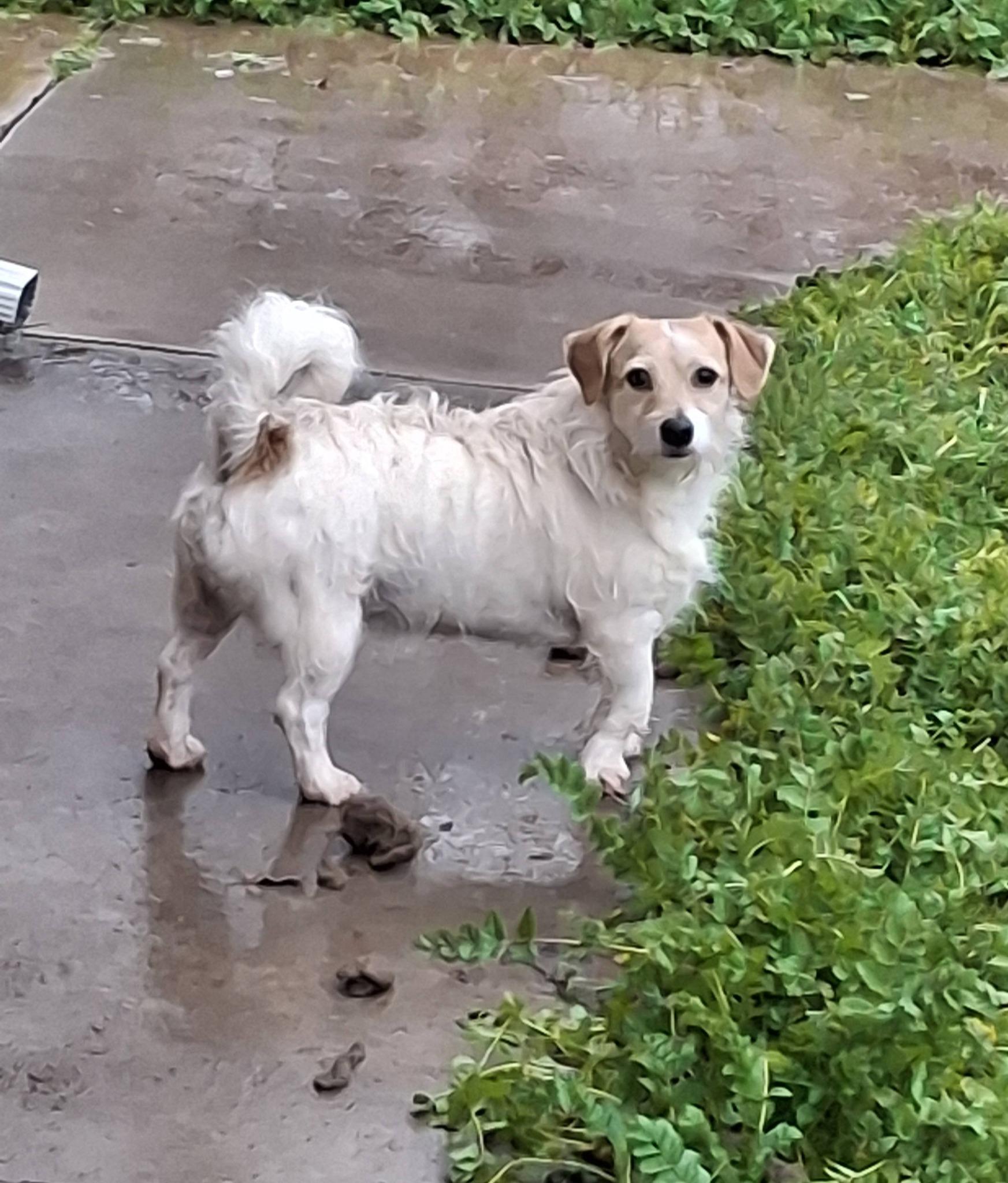 TITAN, Adoptable, Young Male West Highland White Terrier / Westie.