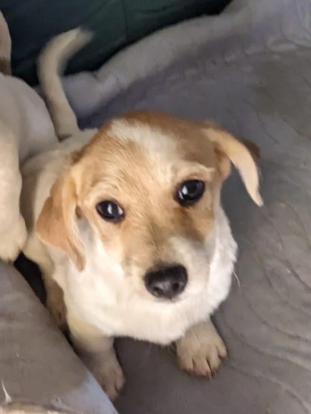 Enlarge TITAN, a Adoptable West Highland White Terrier / Westie in Cottonwood, CA image 3/4