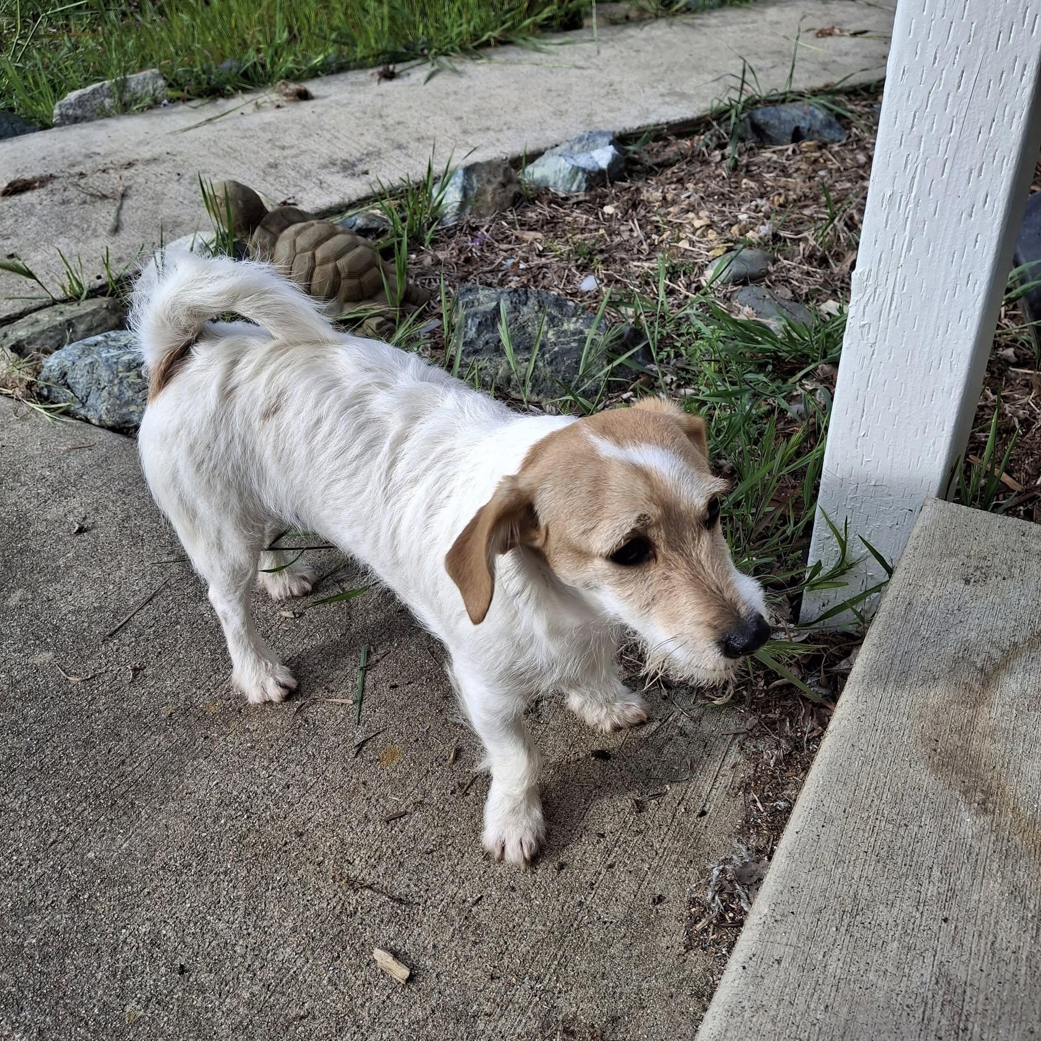 Enlarge TITAN, a Adoptable West Highland White Terrier / Westie in Cottonwood, CA image 4/4