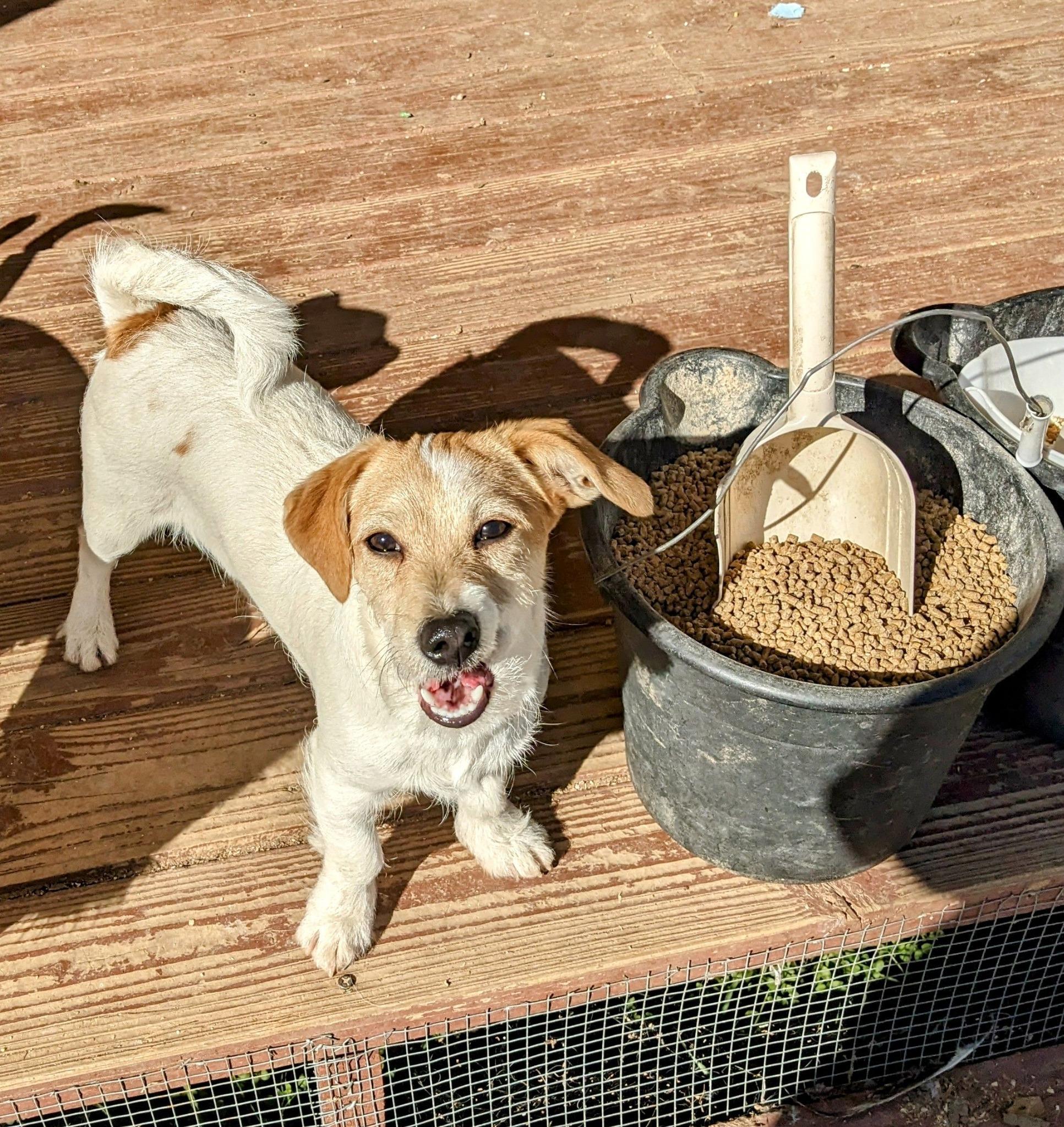 Enlarge TITAN, a Adoptable West Highland White Terrier / Westie in Cottonwood, CA image 2/4