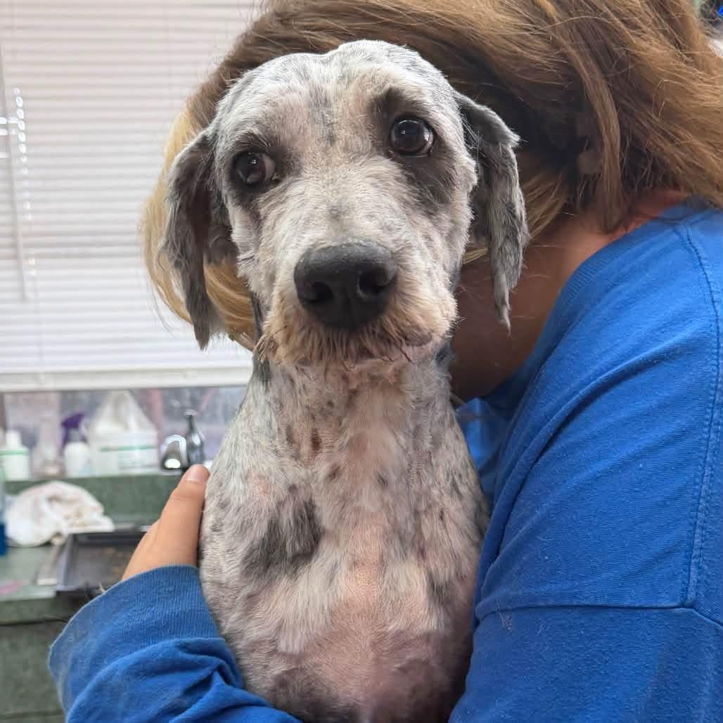 Enlarge Foster Needed - Rocky, a ADOPTABLE mixed breed in Oswego, IL image 2/4