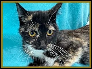 Enlarge TERRI, a Adoptable Domestic Short Hair in Peoria, IL image 1/1