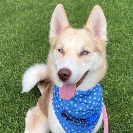 Enlarge Cinnamon, a Adoptable mixed breed in Long Beach, CA image 1/2