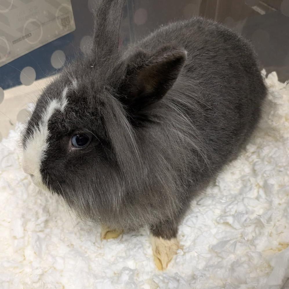 Enlarge Shadow, a Adoptable Lionhead in Cleveland, MS image 1/1