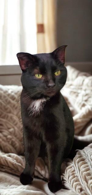 Enlarge Lucas, a Adoptable mixed breed in Barron, WI image 1/6