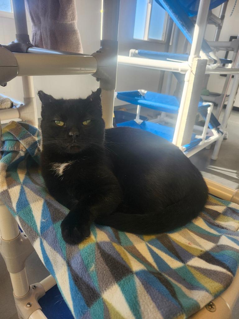 Enlarge Lucas, a Adopted mixed breed in Barron, WI image 2/6