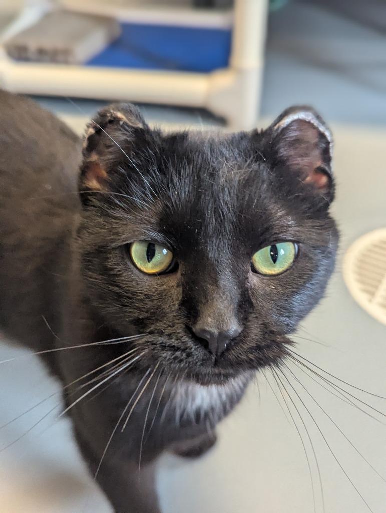 Enlarge Lucas, a Adopted mixed breed in Barron, WI image 3/6