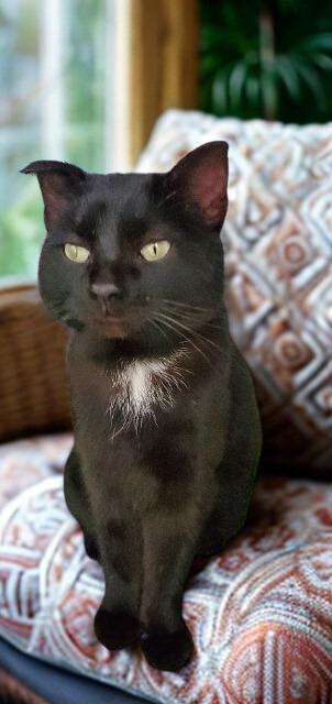 Enlarge Lucas, a Adoptable mixed breed in Barron, WI image 4/6