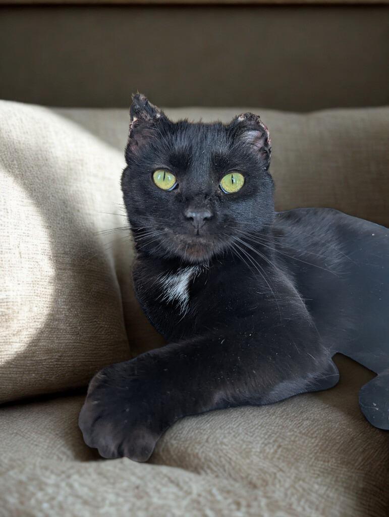 Enlarge Lucas, a Adoptable mixed breed in Barron, WI image 5/6