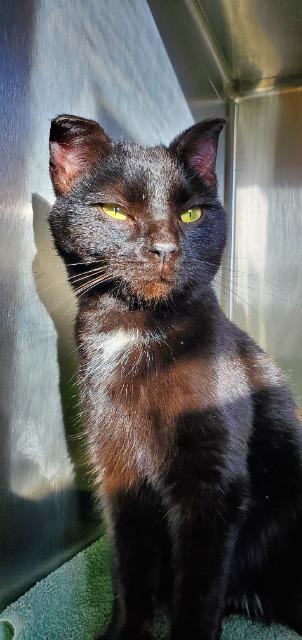 Enlarge Lucas, a Adopted mixed breed in Barron, WI image 6/6