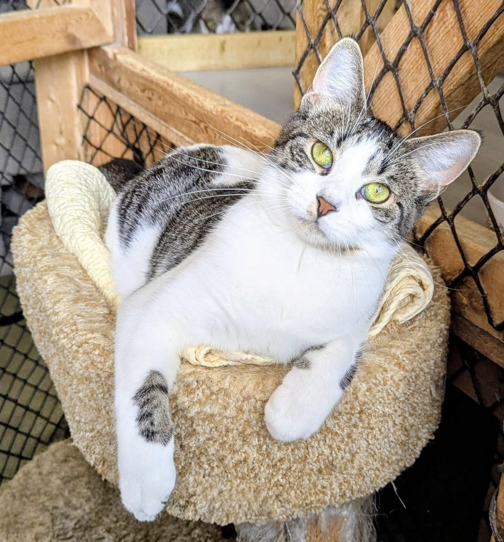RICKILEE, a Adoptable Tabby in Delhi, ON image 2/3