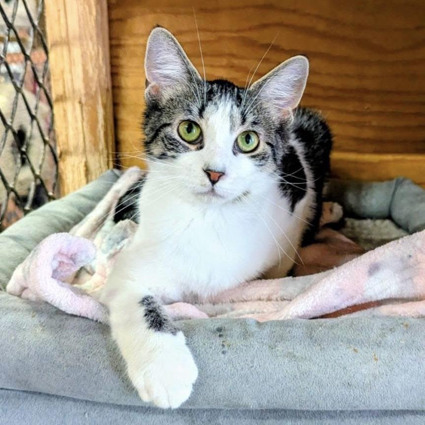 RICKILEE, Adoptable, Young Female Tabby.