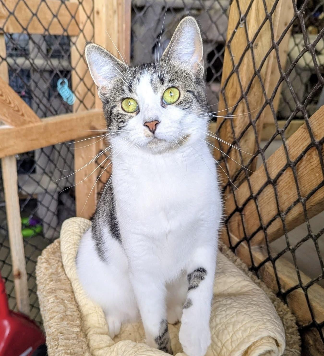RICKILEE, a Adoptable Tabby in Delhi, ON image 3/3