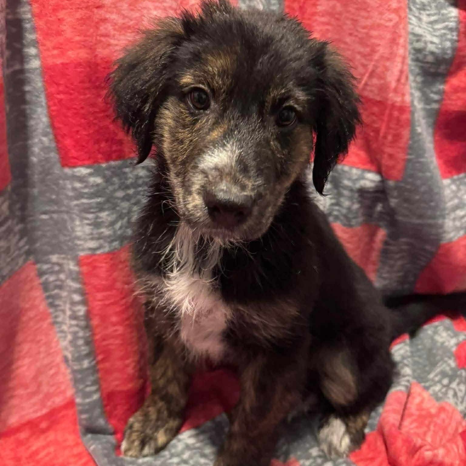 Enlarge Summit, an adopted Mixed Breed in Wando, SC image 1/6