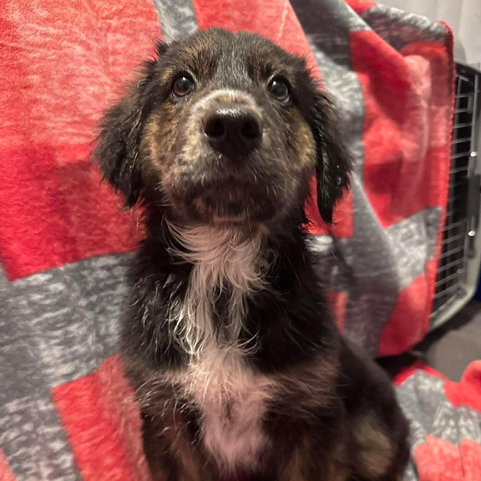 Enlarge Summit, an adopted Mixed Breed in Wando, SC image 4/6