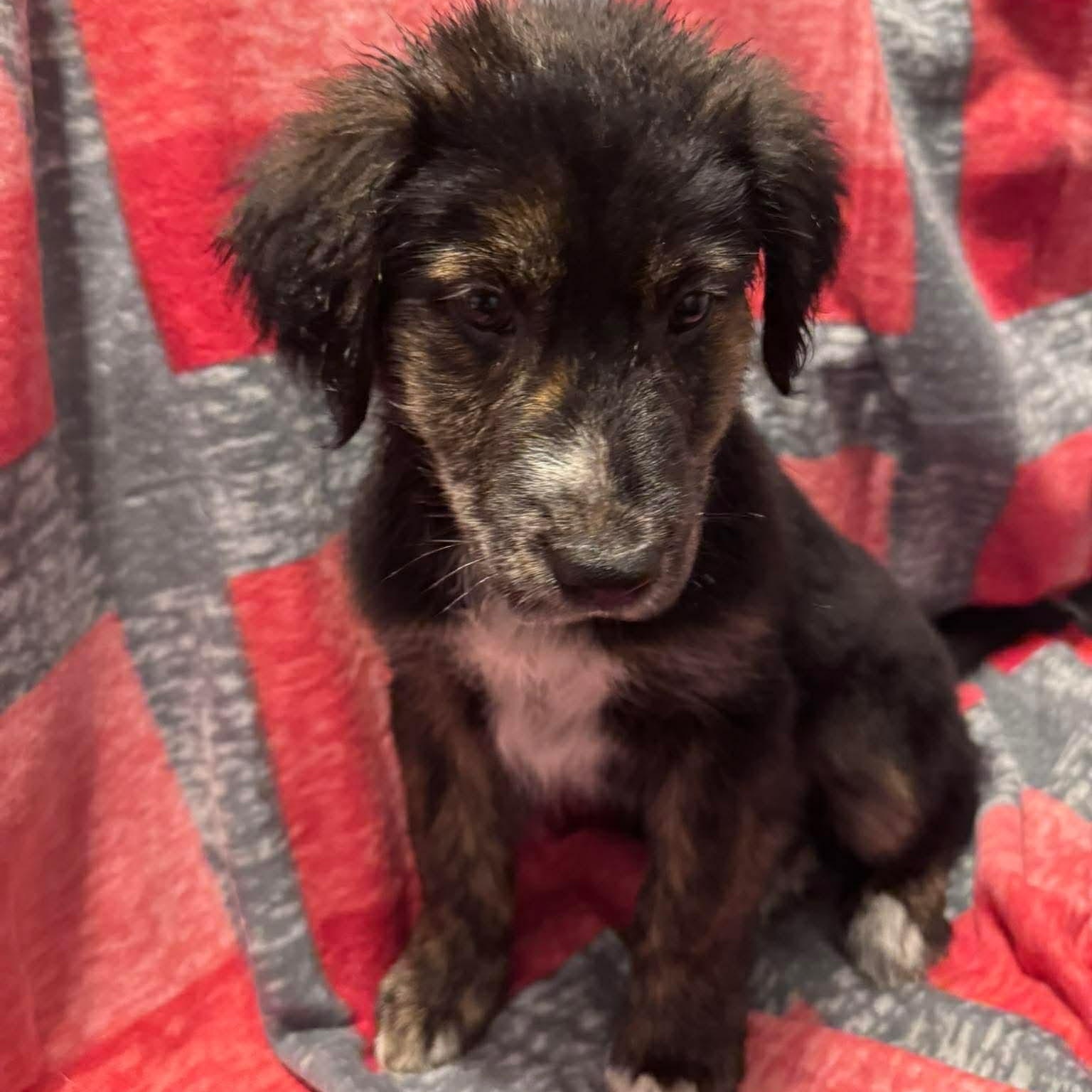 Enlarge Summit, an adopted Mixed Breed in Wando, SC image 3/6