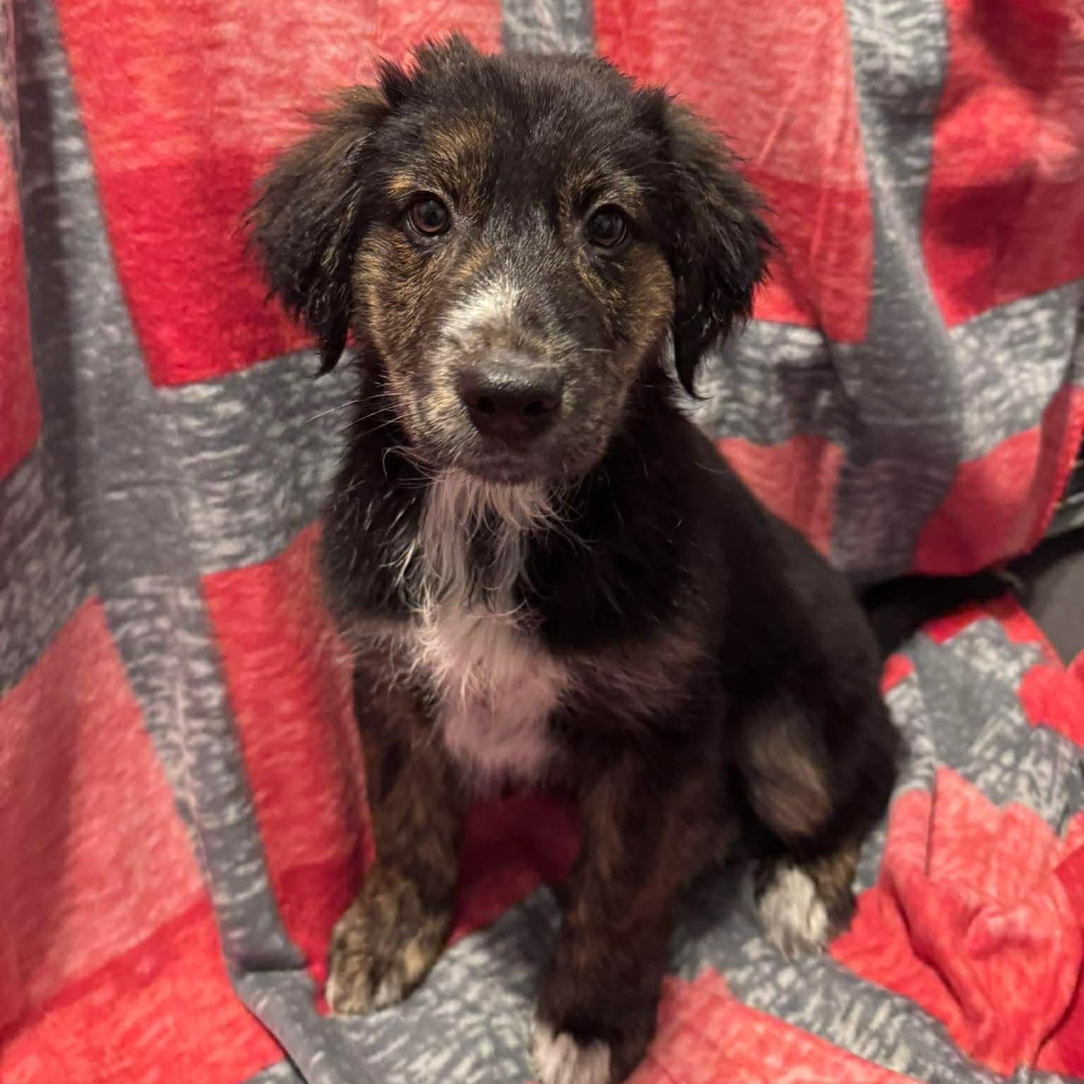 Enlarge Summit, an adopted Mixed Breed in Wando, SC image 6/6