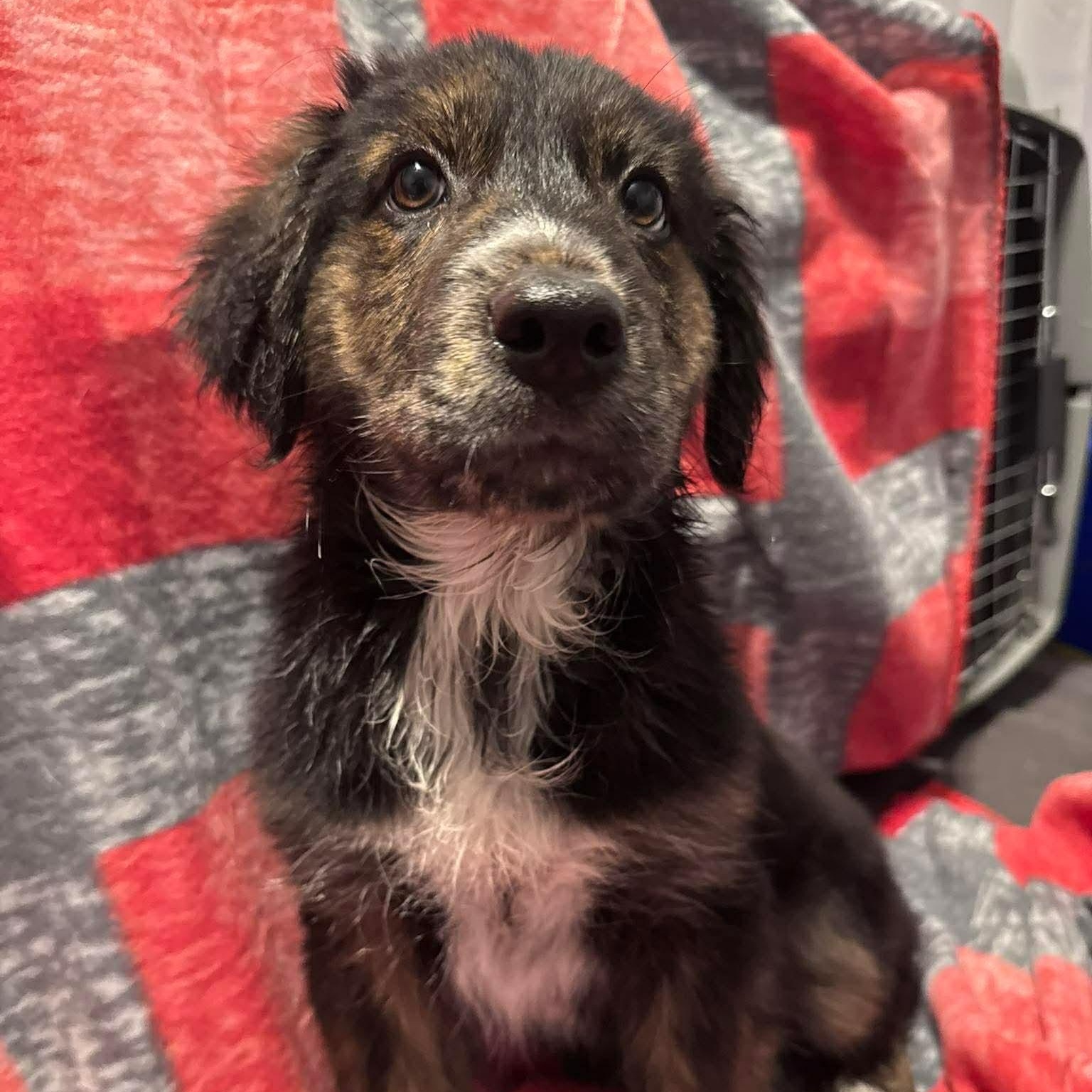 Enlarge Summit, an adopted Mixed Breed in Wando, SC image 5/6