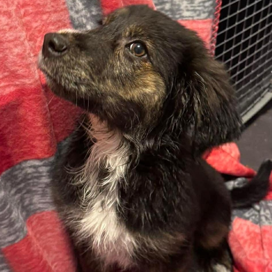 Enlarge Summit, an adopted Mixed Breed in Wando, SC image 2/6