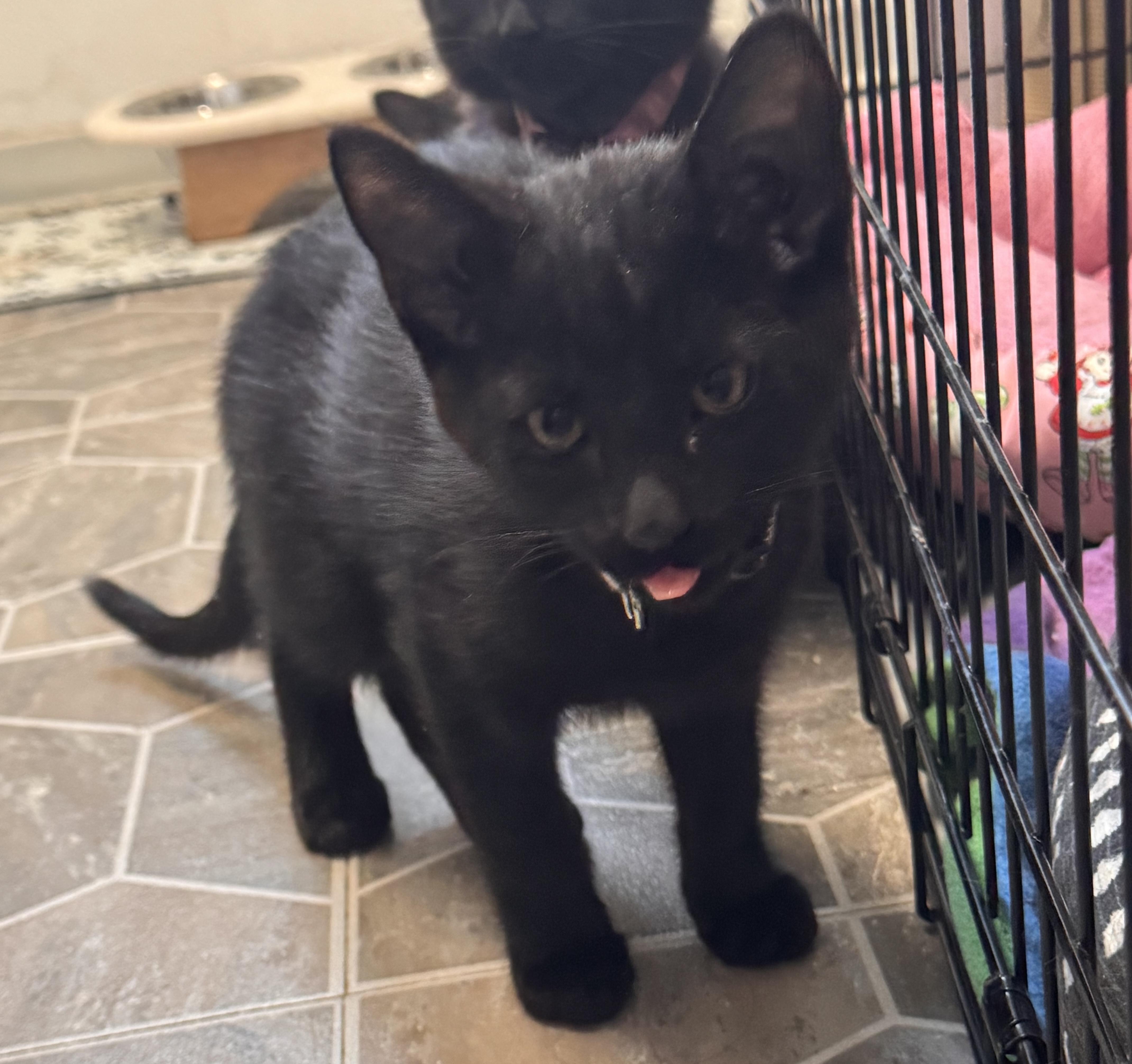 Enlarge Baby Spice, an adoptable Domestic Short Hair in Midvale, UT image 2/3