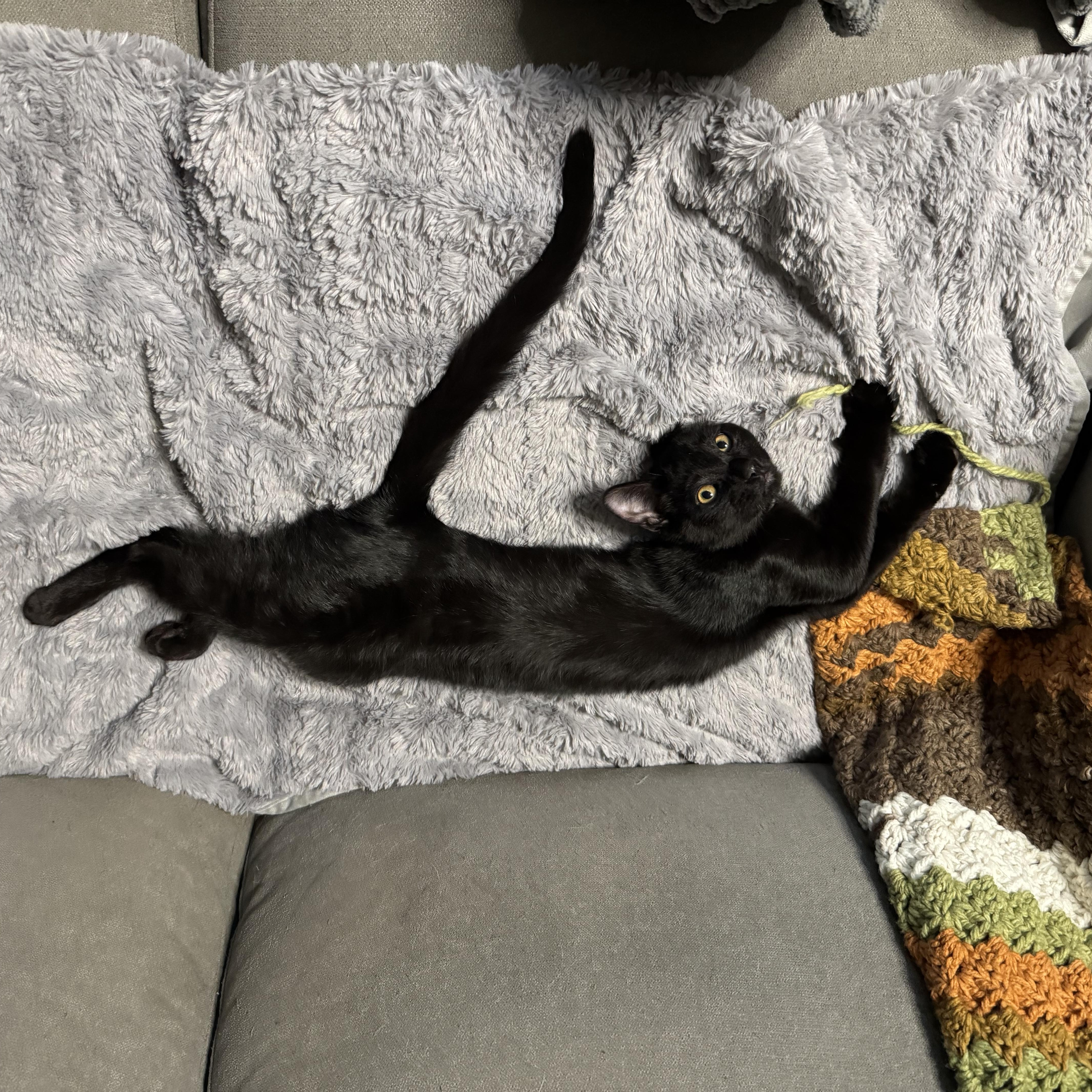 Enlarge Baby Spice, an adoptable Domestic Short Hair in Midvale, UT image 1/3
