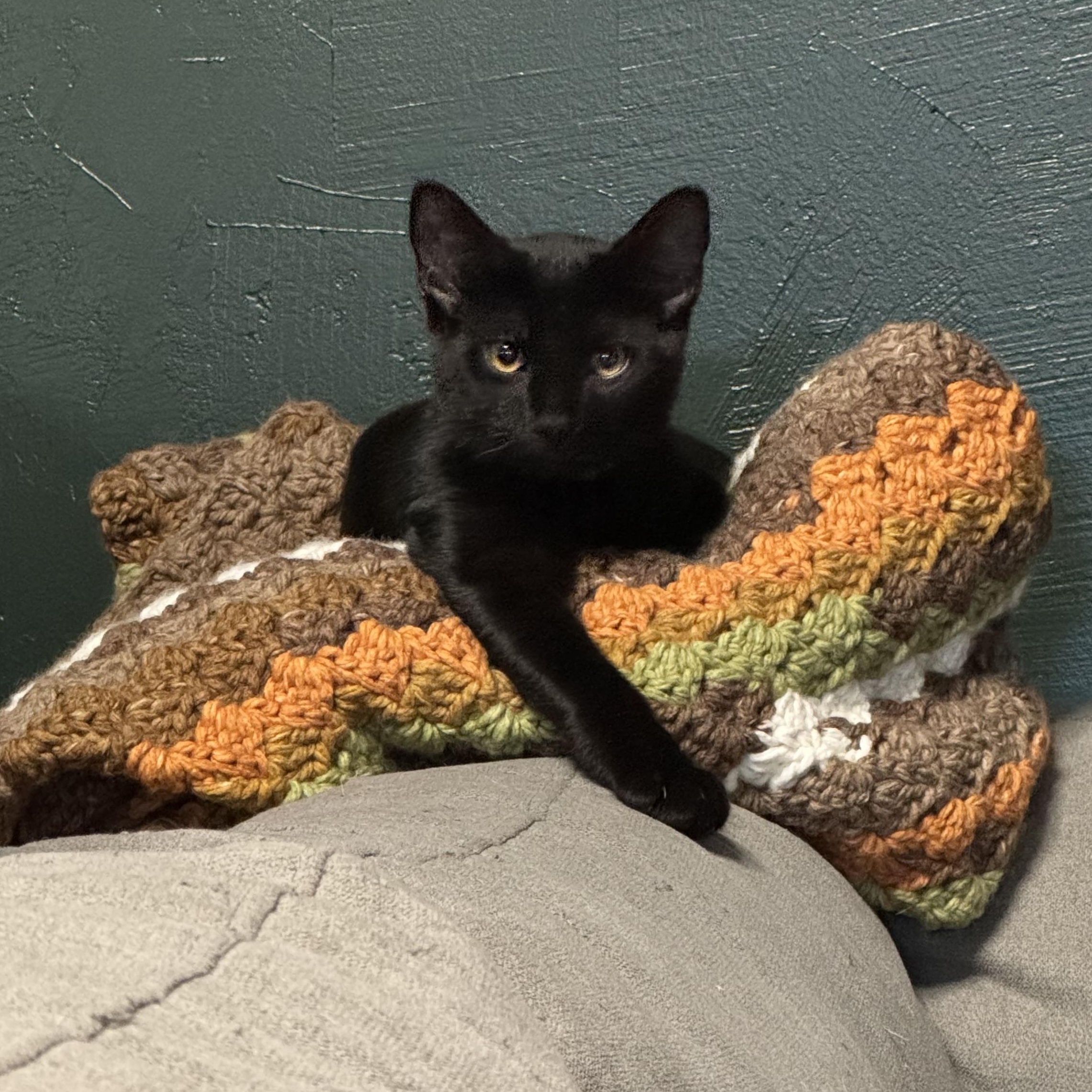 Enlarge Baby Spice, an adoptable Domestic Short Hair in Midvale, UT image 3/3