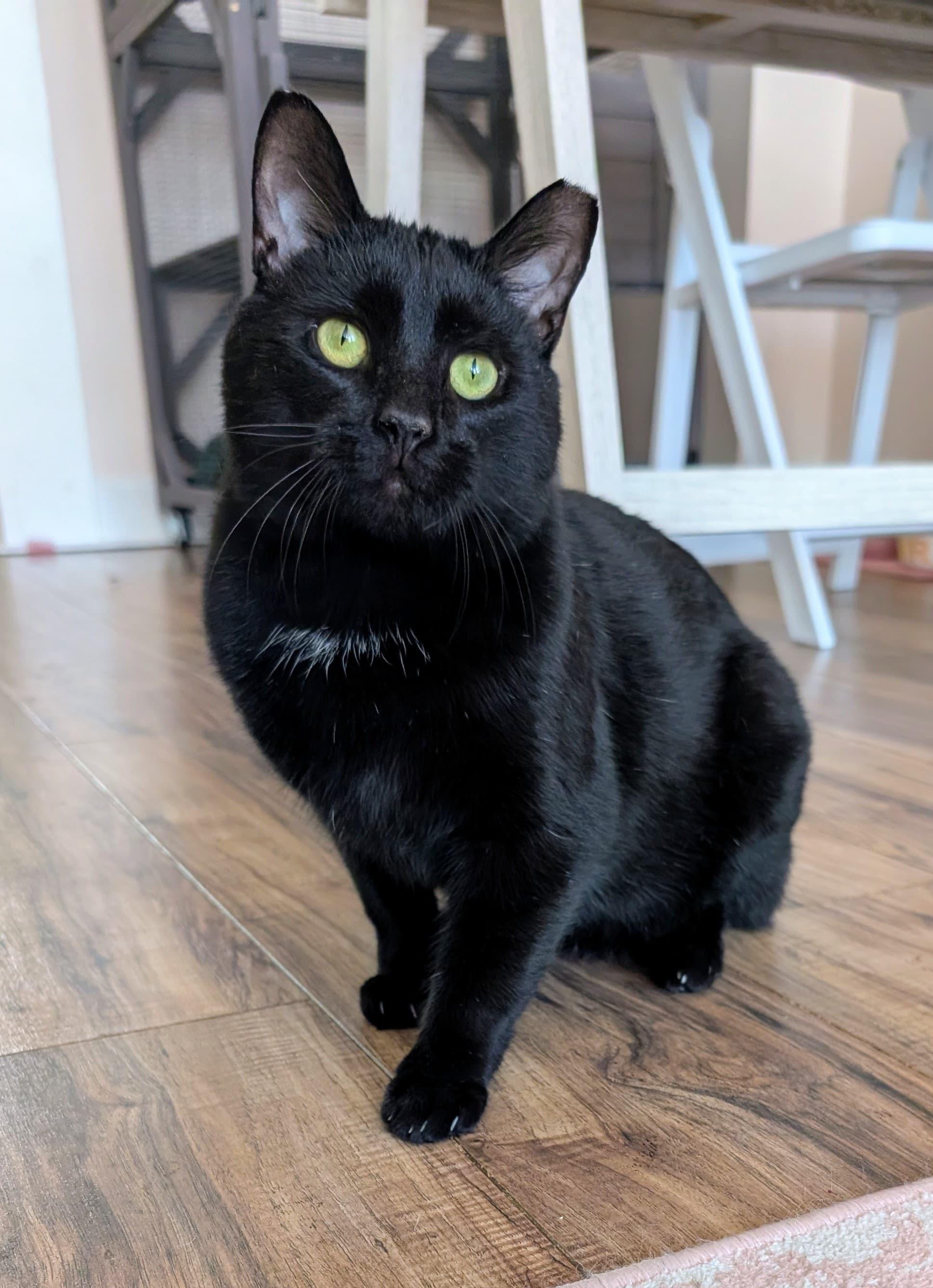 George, ADOPTABLE, Adult Male Domestic Short Hair.