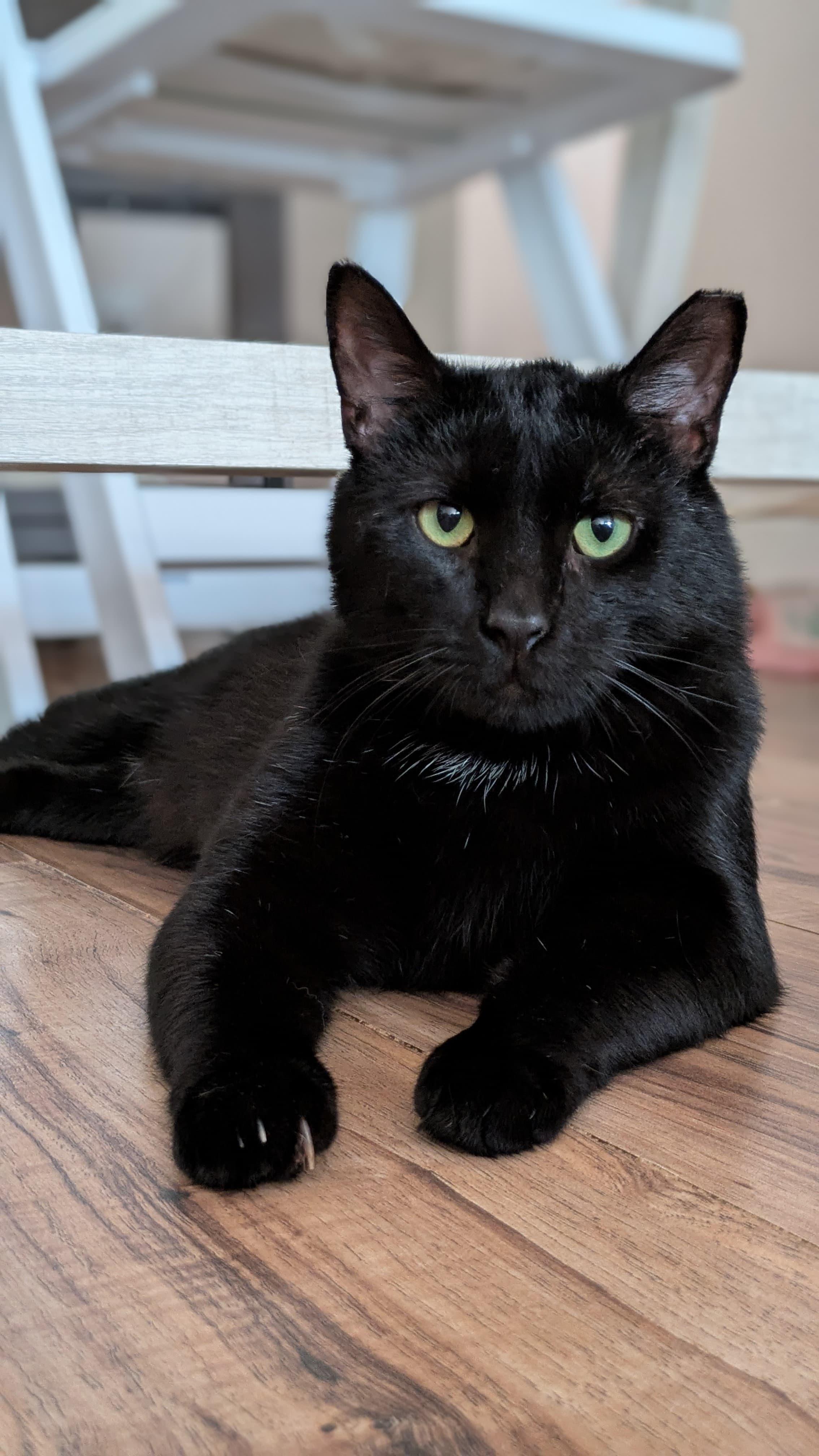 Enlarge George, a ADOPTABLE Domestic Short Hair in Rochester, NY image 2/6
