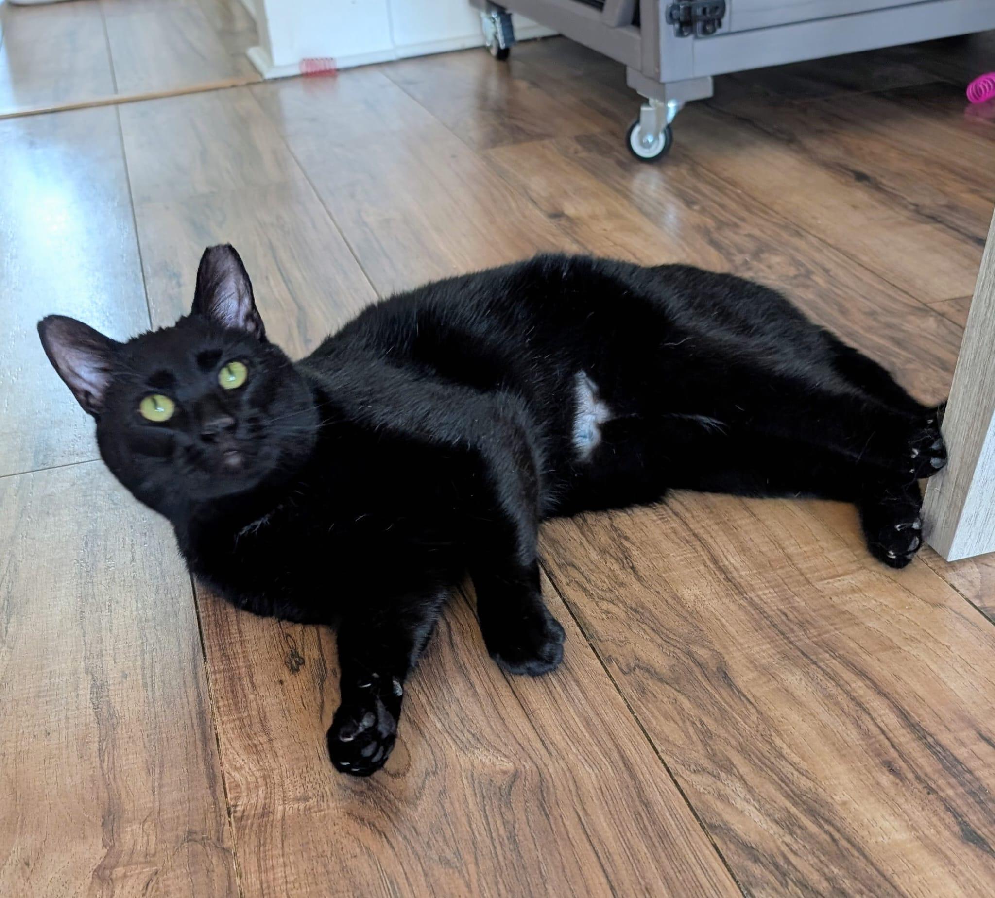 Enlarge George, a ADOPTABLE Domestic Short Hair in Rochester, NY image 2/6