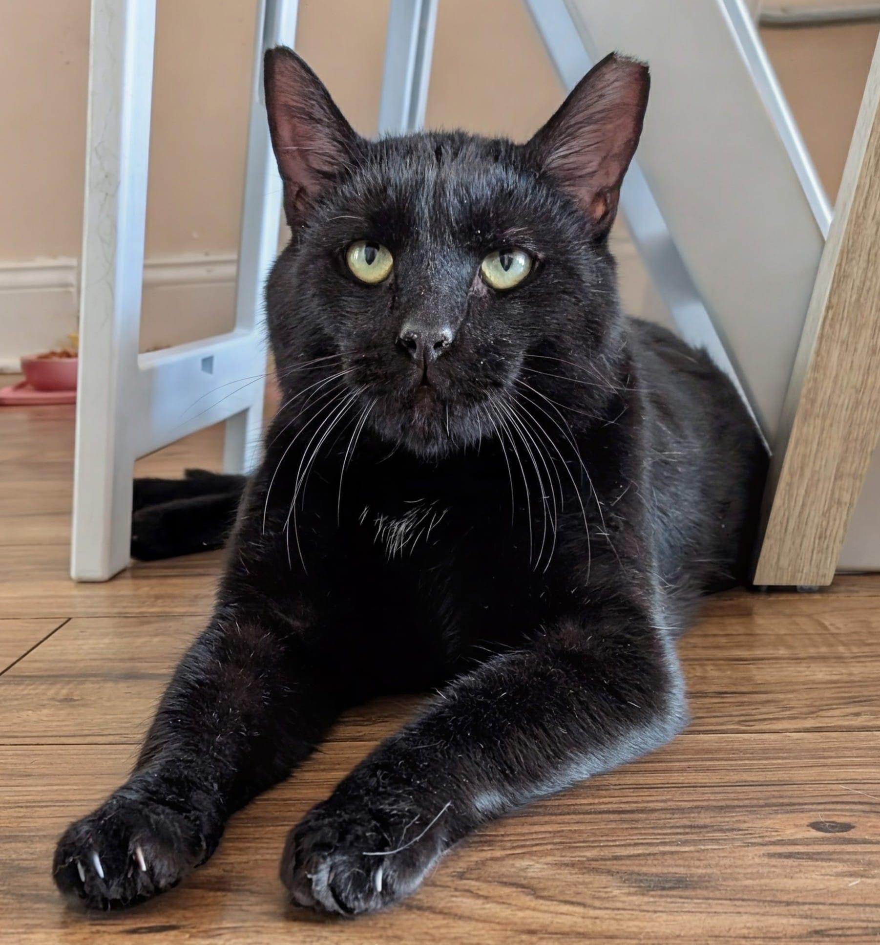 Enlarge George, a ADOPTABLE Domestic Short Hair in Rochester, NY image 3/6