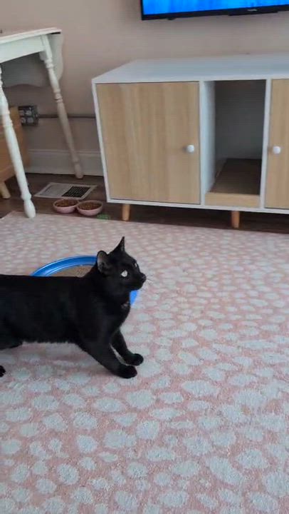 Enlarge George, a ADOPTABLE Domestic Short Hair in Rochester, NY video 6/6