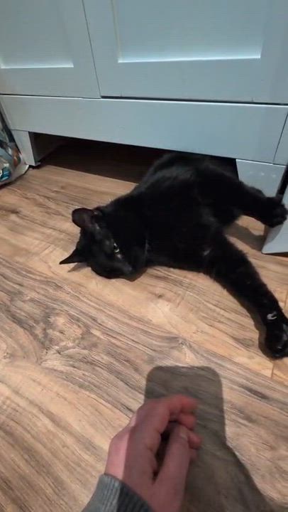 Enlarge George, a ADOPTABLE Domestic Short Hair in Rochester, NY video 5/6