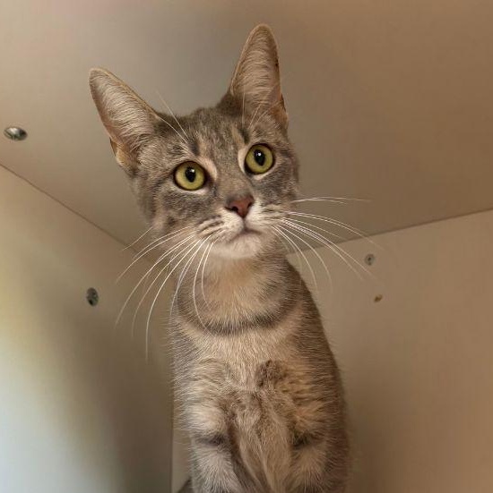 Effie, Adoptable, Adult Female Domestic Short Hair.