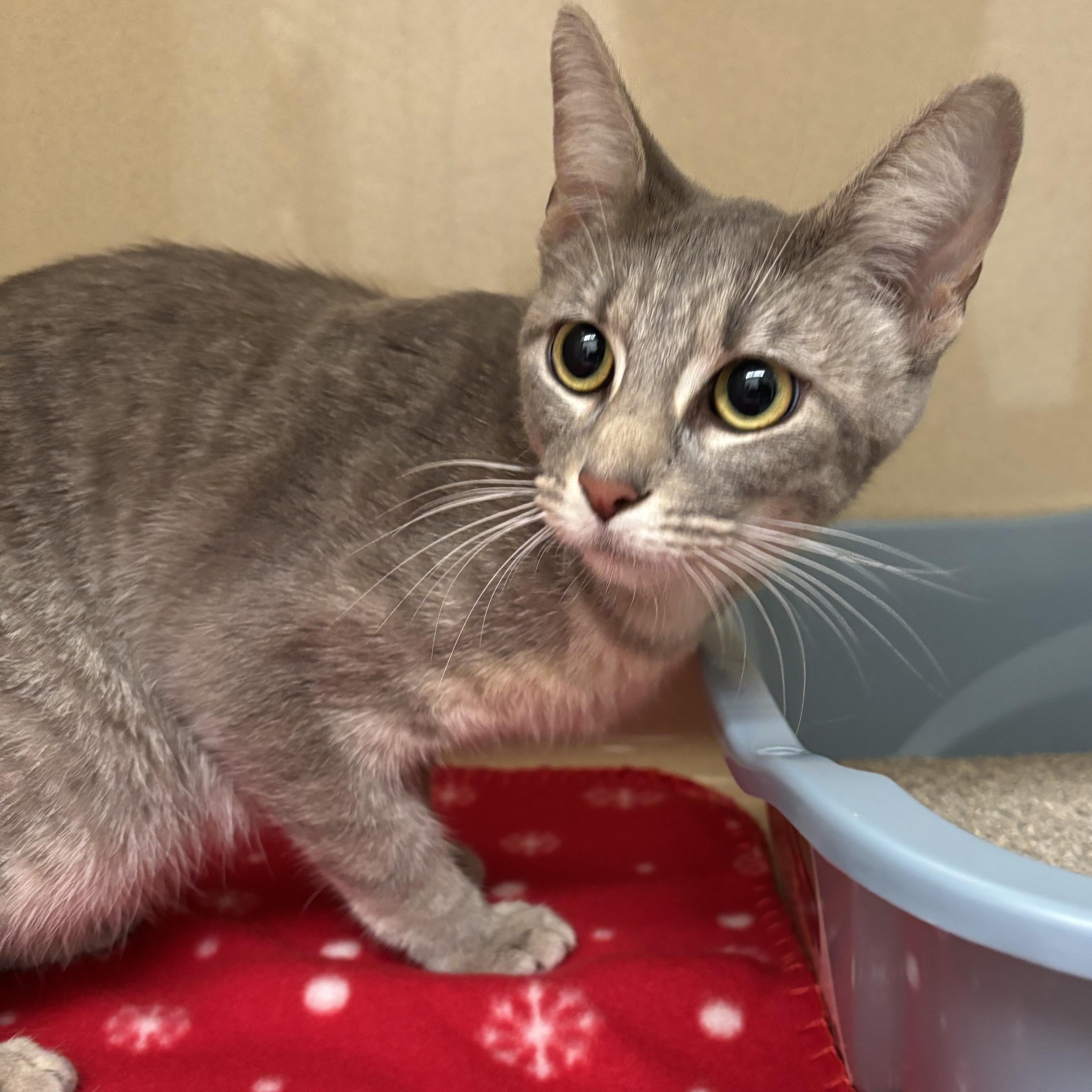 Enlarge Effie, a Adoptable Domestic Short Hair in Evanston, IL image 2/2