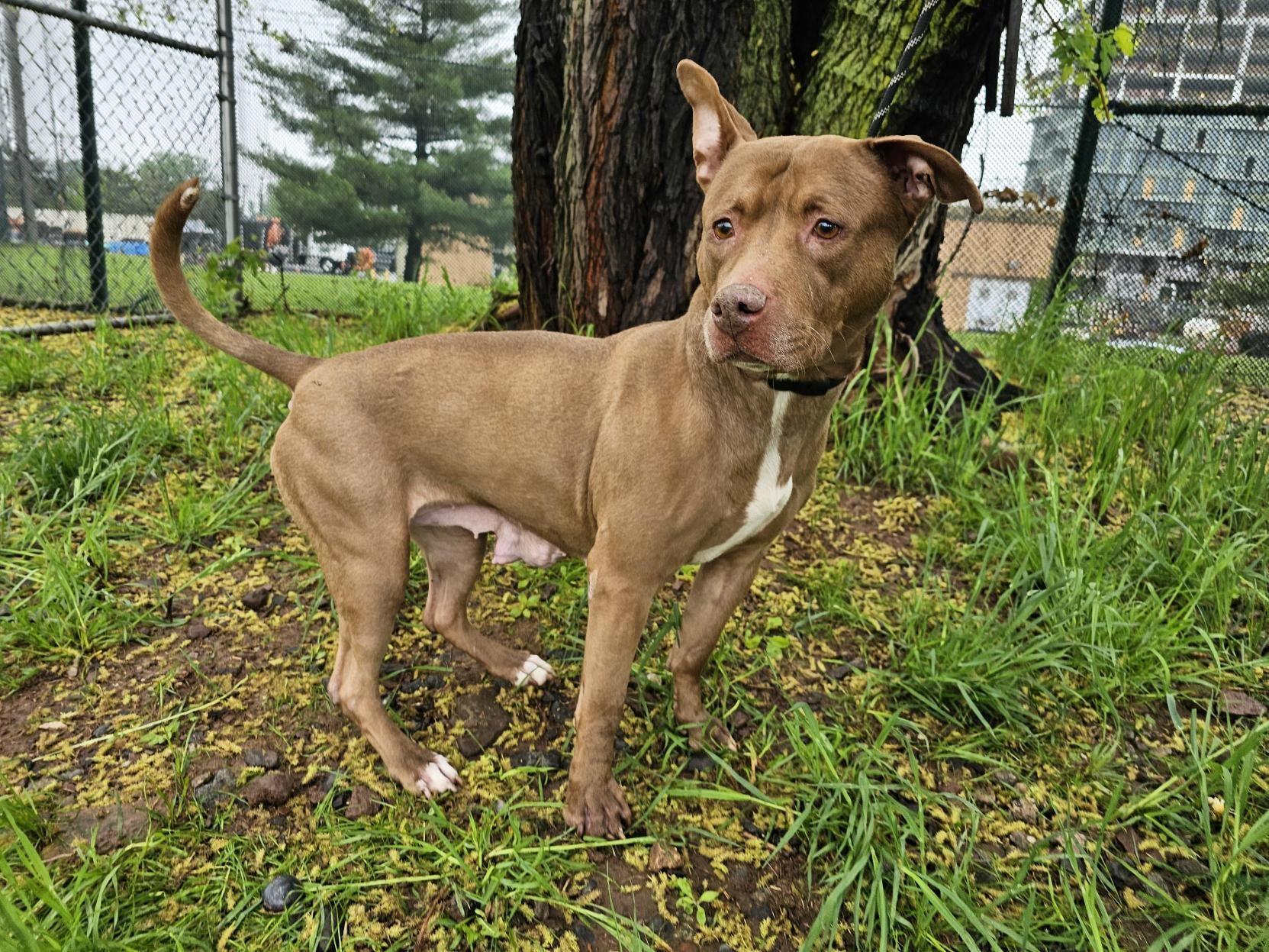 Enlarge Apricot, a Adoptable Pit Bull Terrier in Jersey city, NJ image 1/2