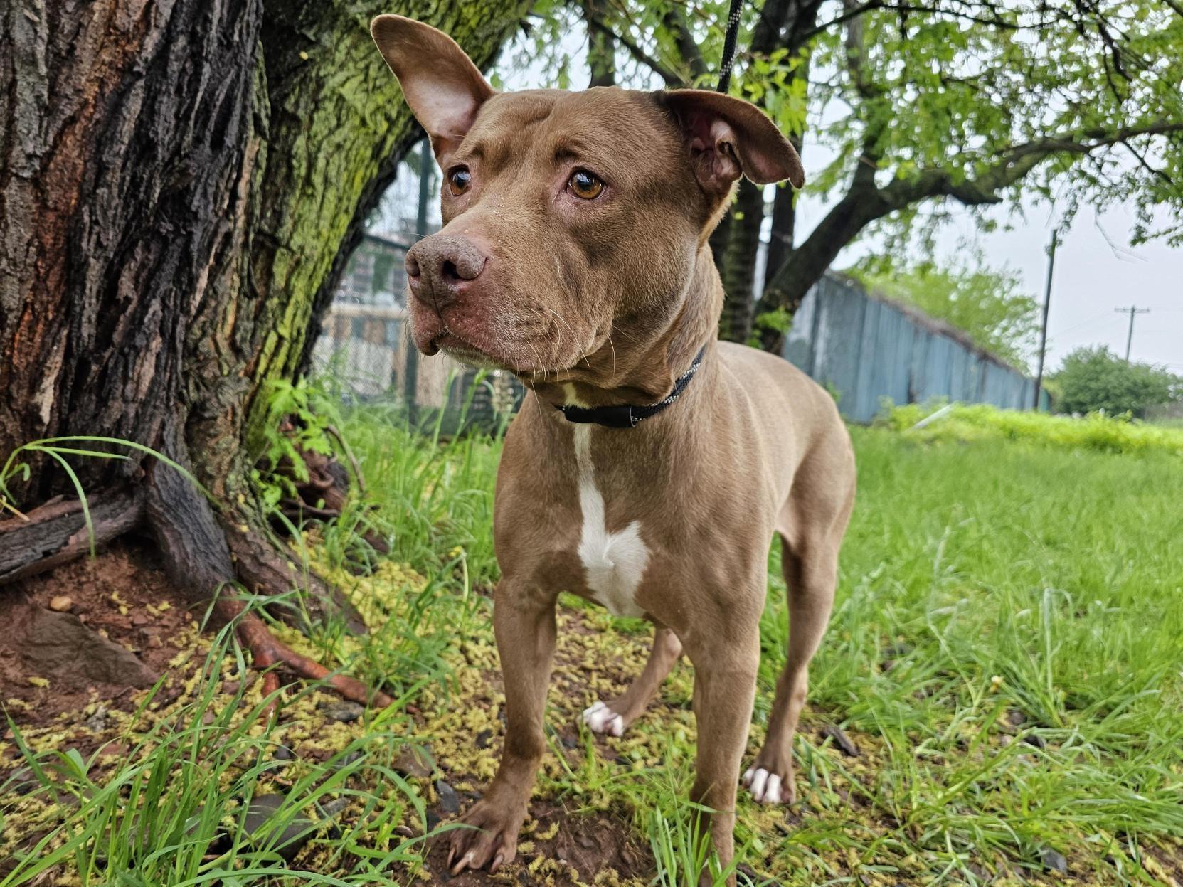Enlarge Apricot, a Adoptable Pit Bull Terrier in Jersey city, NJ image 2/2